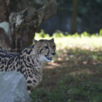 ［6］突然変異で生まれたキングチーター