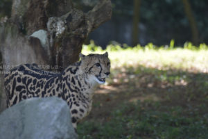 ［6］突然変異で生まれたキングチーター