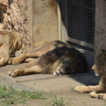 ［6］百獣の王ライオンも、昼間は眠気との戦い