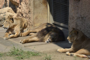 ［6］百獣の王ライオンも、昼間は眠気との戦い