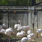 ［6］紅いからだと細い足、一本足が印象的なフラミンゴ