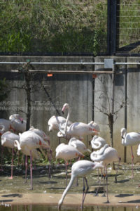 ［6］紅いからだと細い足、一本足が印象的なフラミンゴ