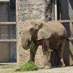 ［6］大きくて心優しい象さん