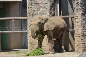 ［6］大きくて心優しい象さん