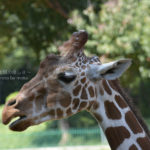 ［6］首の長い、キリンさん