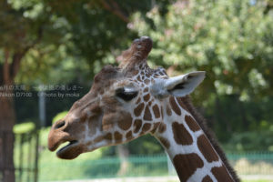 ［6］首の長い、キリンさん