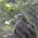 ［6］鋭いハンターの目、鷹の目から逃れるすべはなし