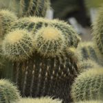 ［6］植物園の砂漠に出目金サボテンを発見！！