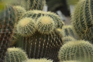 ［6］植物園の砂漠に出目金サボテンを発見！！