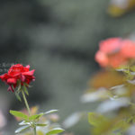 ［6］秋バラが咲き始めました ♪