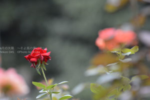 ［6］秋バラが咲き始めました ♪