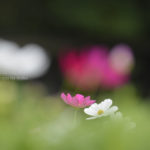 ［6］秋空のもと可愛らしく咲くコスモス