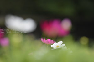 ［6］秋空のもと可愛らしく咲くコスモス