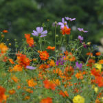 ［6］イロトリドリのコスモスの花が眩しい