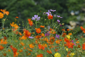 ［6］イロトリドリのコスモスの花が眩しい
