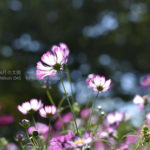 ［6］コスモス畑に迷い込んで