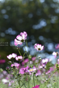 ［6］コスモス畑に迷い込んで