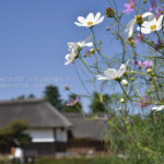 ［6］懐かしく感じるのは日本人だから？