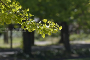 ［6］手軽に紅葉を楽しむなら昭和記念公園