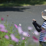 ［6］一面のコスモス畑の中で