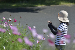 ［6］一面のコスモス畑の中で