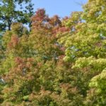 ［6］２０１４年の秋、いよいよ紅葉もスタート