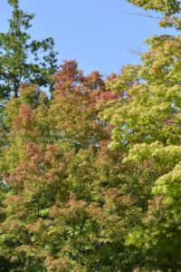 ［6］２０１４年の秋、いよいよ紅葉もスタート