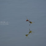 ［6］冬に向けた昆虫たちの戯れ