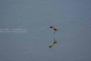 ［6］冬に向けた昆虫たちの戯れ