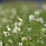 ［6］白から黄色へ、色が変わるコスモス