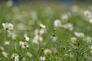 ［6］白から黄色へ、色が変わるコスモス