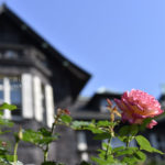 ［6］見てよし、香って良しの秋の薔薇