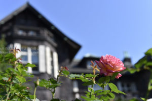 ［6］見てよし、香って良しの秋の薔薇