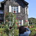 ［6］秋の薔薇の写真を撮りまくる！！