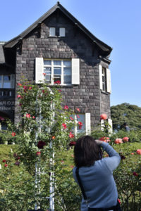 ［6］秋の薔薇の写真を撮りまくる！！