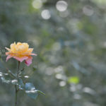 ［6］秋の薔薇が終わりに近づいて