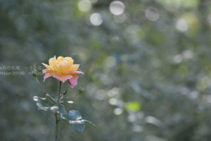 ［6］秋の薔薇が終わりに近づいて
