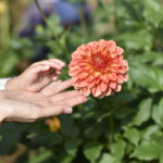 ［6］ダリアの花とママの手にそっと重ねて