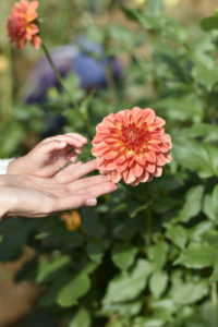 ［6］ダリアの花とママの手にそっと重ねて
