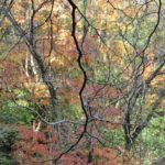 ［6］紅葉と光と影が織りなす芸術