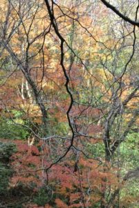 ［6］紅葉と光と影が織りなす芸術