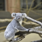 ［6］動いているコアラって、人間の赤ちゃんみたい！？