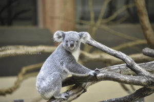 ［6］動いているコアラって、人間の赤ちゃんみたい！？