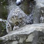 ［6］芸術的な美しさ、ユキヒョウ