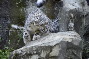 ［6］芸術的な美しさ、ユキヒョウ