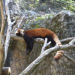 ［6］レッサーパンダ、気の上で脱力中。