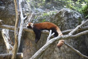 ［6］レッサーパンダ、気の上で脱力中。