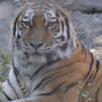 ［6］時々見せる仕草は猫なんだけど・・