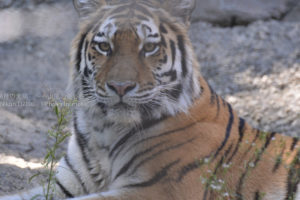 ［6］時々見せる仕草は猫なんだけど・・
