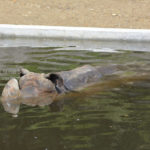 ［6］カバじゃないよ、サイだよ！！